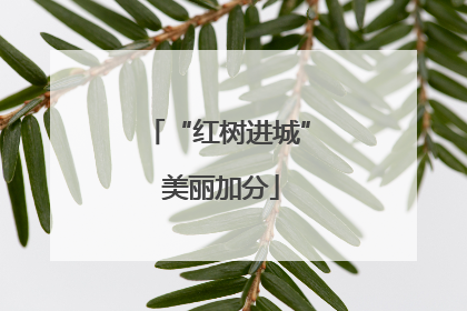 “红树进城” 美丽加分