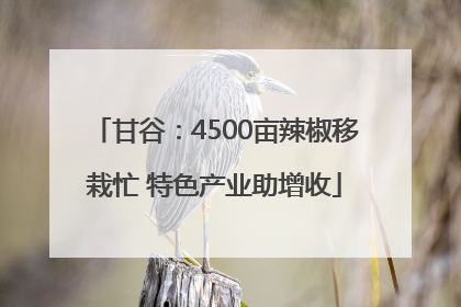 甘谷：4500亩辣椒移栽忙 特色产业助增收