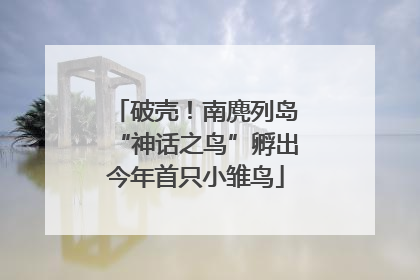 破壳！南麂列岛“神话之鸟”孵出今年首只小雏鸟