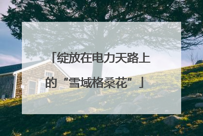 绽放在电力天路上的“雪域格桑花”