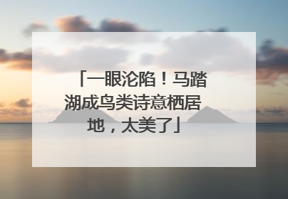 一眼沦陷！马踏湖成鸟类诗意栖居地，太美了