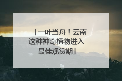 一叶当舟！云南这种神奇植物进入最佳观赏期
