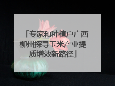 专家和种植户广西柳州探寻玉米产业提质增效新路径