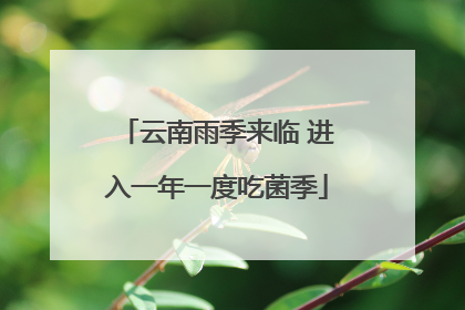云南雨季来临 进入一年一度吃菌季