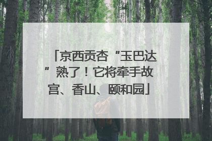 京西贡杏“玉巴达”熟了！它将牵手故宫、香山、颐和园