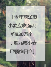 今年菏泽市小麦应收面积约930万亩，超九成小麦已颗粒归仓