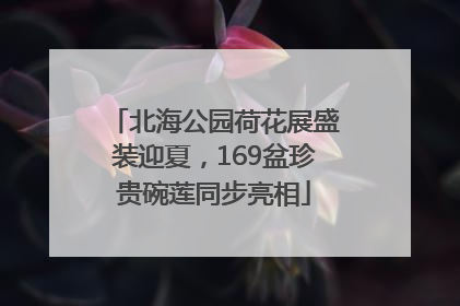 北海公园荷花展盛装迎夏，169盆珍贵碗莲同步亮相