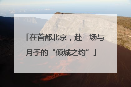 在首都北京，赴一场与月季的“倾城之约”