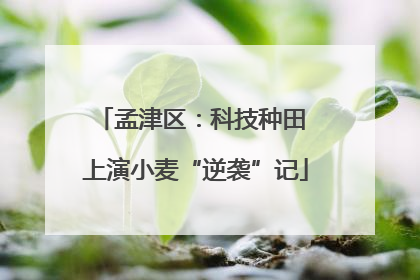 孟津区：科技种田 上演小麦“逆袭”记
