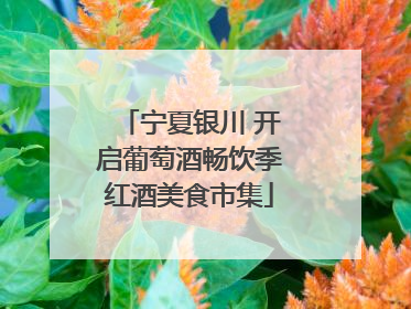 宁夏银川 开启葡萄酒畅饮季红酒美食市集
