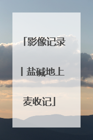 影像记录丨盐碱地上麦收记