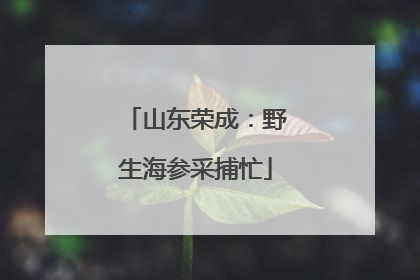 山东荣成：野生海参采捕忙