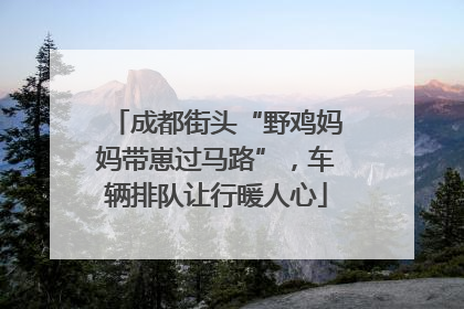 成都街头“野鸡妈妈带崽过马路”，车辆排队让行暖人心