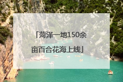 菏泽一地150余亩百合花海上线