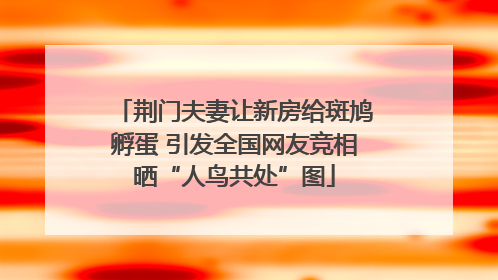 荆门夫妻让新房给斑鸠孵蛋 引发全国网友竞相晒“人鸟共处”图