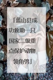 蓝山县成功救助一只国家二级重点保护动物领角鸮