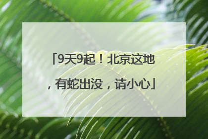 9天9起！北京这地，有蛇出没，请小心